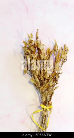 A bouquet of dried hibiscus branches, with yellow-brown flower buds and leaves, on a pink background. With vertical orientation. Stock Photo
