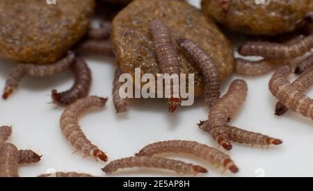 Small worms found in dry dog food/Kibble measuring about 1cm in length Stock Photo