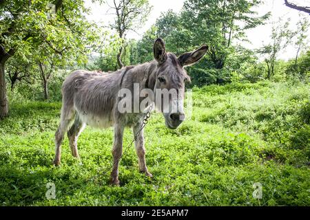 Grey working donkey chained up in a grassy glade in a village in Bulgaria Stock Photo