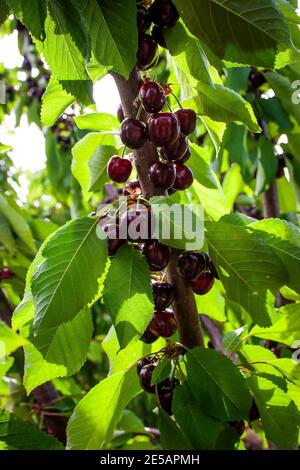 Ripe Bulgarian cherries on a branch in a chery orchard, Bulgaria Stock Photo