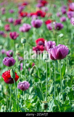 Purple opium poppy field (Papaver somniferum) in Burma, Myanmar Stock Photo