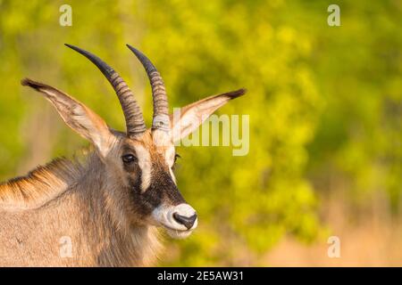 A close portrait of a male Roan Antelope Hippotragus equinus in Zimbabwe's Hwange National Park. Stock Photo