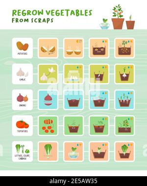 Regrow vegetables from scraps infographic: home gardening, zero waste and organic healthy food concept Stock Vector