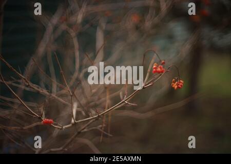 Hawthorn bush branch with red berries grows in dark garden Stock Photo