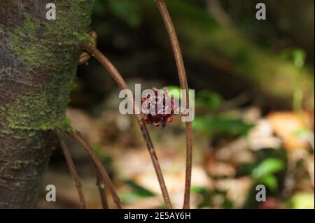 Ficus uncinata var. strigosa tree fruits. Kinabalu Park, Sabah, East Malaysia, Borneo Stock Photo