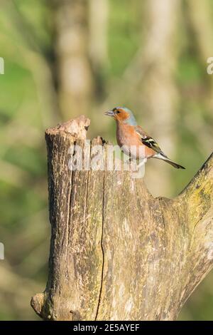 Male Chaffinch (Fringilla coelebs) perched on decaying tree, Shropshire UK. March 2020 Stock Photo