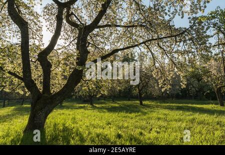 Blooming cherry trees on meadow orchard, Baden-Wuerttemberg, Germany Stock Photo