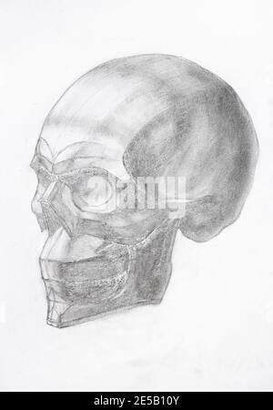 Quick graphite skull drawing during classes. #skull #graphite #drawing