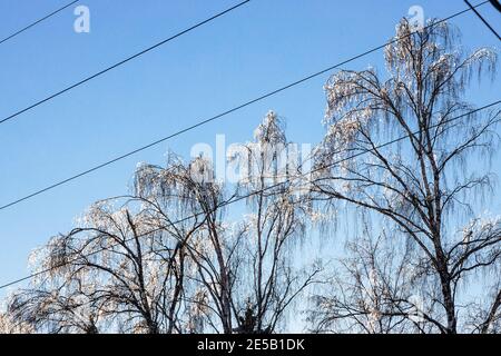 sunlit iced tips of frozen birch trees in city park on cold winter day Stock Photo