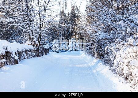 snowy road between hedges in village on cold sunny winter day Stock Photo