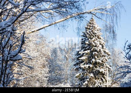 large snow-covered spruce tree in snowy city park on cold sunny winter day Stock Photo