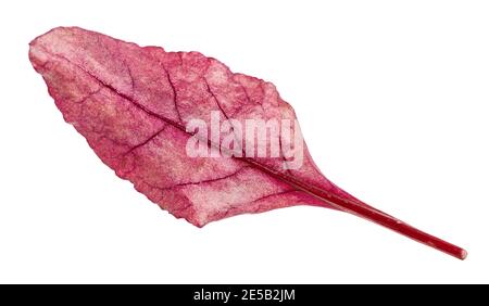 fresh leaf of red Chard leafy vegetable (mangold, beet tops) isolated on white background Stock Photo