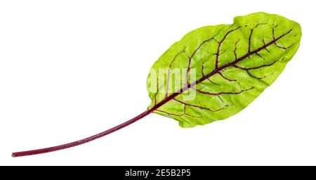fresh leaf of green Chard leafy vegetable (mangold, beet tops) isolated on white background Stock Photo