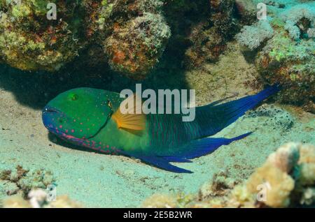 Cheilinus lunulatus, broomtail wrasse, Besenschwanz-Prachtlippfisch, Coraya Beach, Rotes Meer, Ägypten, Red Sea, Egypt, male Stock Photo