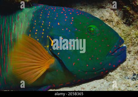 Cheilinus lunulatus, broomtail wrasse, Besenschwanz-Prachtlippfisch, Coraya Beach, Rotes Meer, Ägypten, Red Sea, Egypt, male Stock Photo