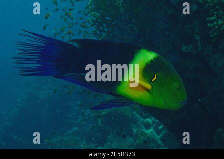 Cheilinus lunulatus, broomtail wrasse, Besenschwanz-Prachtlippfisch, Coraya Beach, Rotes Meer, Ägypten, Red Sea, Egypt, male Stock Photo