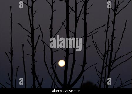A full moon glows in the the distance between the leafless branches of a fruit tree in winter. Stock Photo