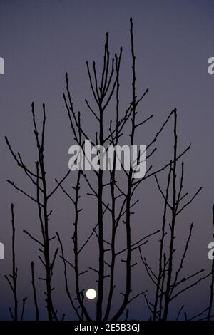 A full moon glows in the the distance between the leafless branches of a fruit tree in winter. Stock Photo