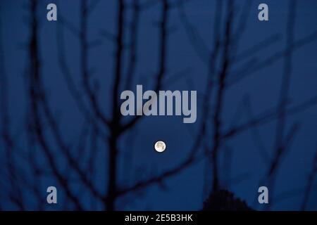 A full moon glows in the the distance between the leafless branches of a fruit tree in winter. Stock Photo