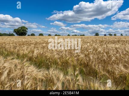 Golden wheat field in the Hampshire countryside on a lovely sunny day Stock Photo