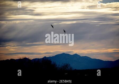 A pair of ravens soar in the late afternoon sky over the American Southwest near Santa Fe, New Mexico. Stock Photo