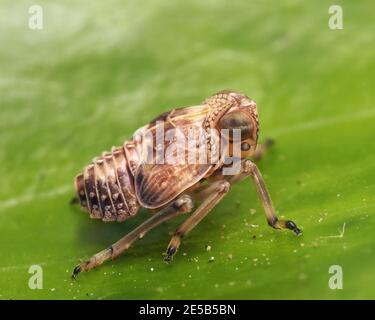 Issus coleoptratus planthopper nymph sitting on leaf of ivy. Tipperary, Ireland Stock Photo