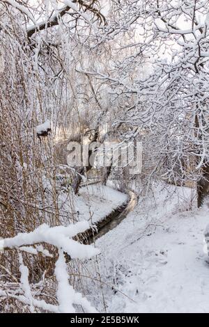 Snowy view of Ikva brook with great weeping willow trees (Salix babylonica) covered with snow, Sopron, Hungary Stock Photo