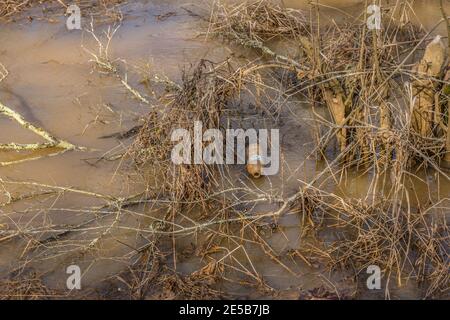 Dirty empty plastic beverage bottle discarded in the wetland water floating along through the grasses and branches in the shallow water polluting the Stock Photo