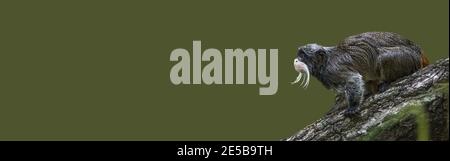 Banner with a portrait of funny bearded emperor tamarin monkey from Brazil jungles, adult, male. Concept of wildlife conservation, biodiversity and an Stock Photo