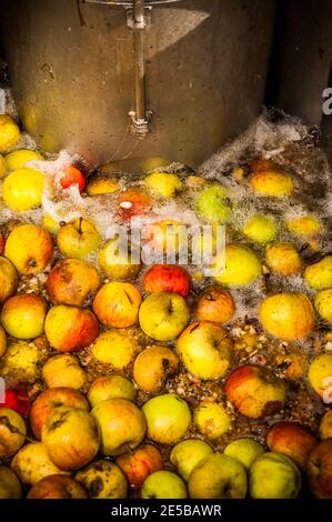 Apples being washed in a vat in preparation for being pressed and turned into cider. Stock Photo