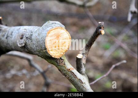 pruned apple branches after winter pruning in january Stock Photo