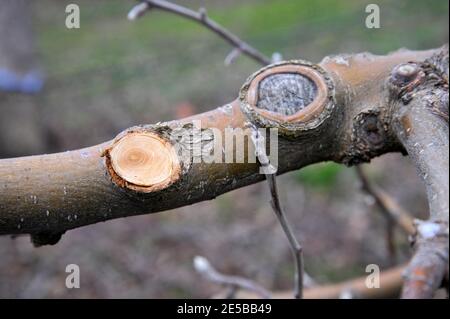 pruned apple branches after winter pruning in january Stock Photo