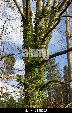 Thick vine wrapping around a tree in a forest Stock Photo - Alamy