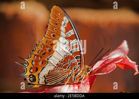 Foxy Charaxes. Charaxes jasius saturnus 6421 Stock Photo