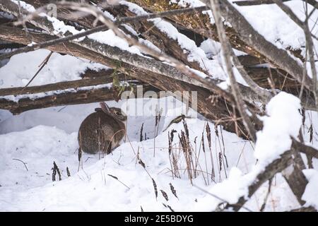 An eastern cottontail rabbit is crouched in the snow below some branches in the wintertime. Stock Photo