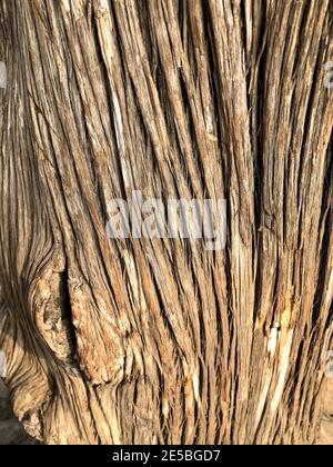 Vertical shot of old bumpy tree bark texture in the daytime Stock Photo