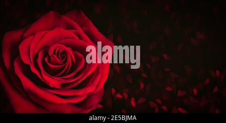 Red rose on black background with blurred hearts. Stock Photo