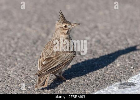 crested lark, Galerida cristata, single adult standing on metalled road, tarmac, Alicante, Spain Stock Photo