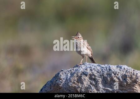 crested lark, Galerida cristata, single bird perched on rock, Crete, Grece