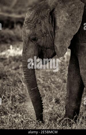 Cute African elephant calf, side profile full length trunk. Small tusks showing. Covered in mud. Samburu National Reserve, Kenya. Black and white Stock Photo