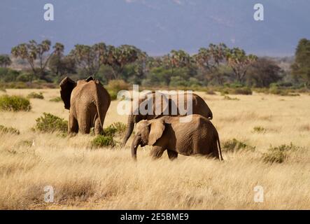 Three African elephants on grass savanna of Samburu Reserve, Kenya. Side view of Loxodonta Africana family group. Palm trees in distance Stock Photo