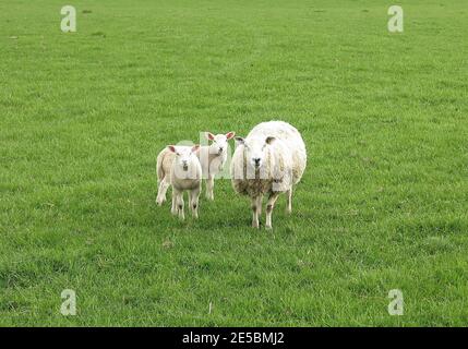 Three sheep grazing on green meadows in Scotland. Copy space. Stock Photo
