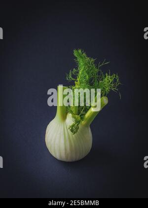 Single fresh fennel bulb with green leaves on blue background. Copy space. Dark and moody. Stock Photo