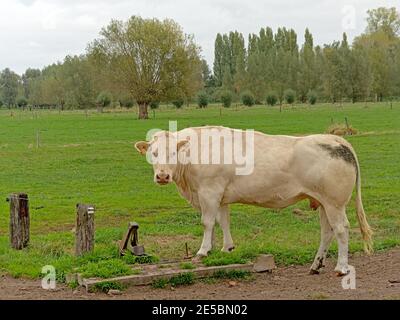 White cow of the belgian blue breed, standing in a lush green meadow, side view with in the background the flemish countryside Stock Photo