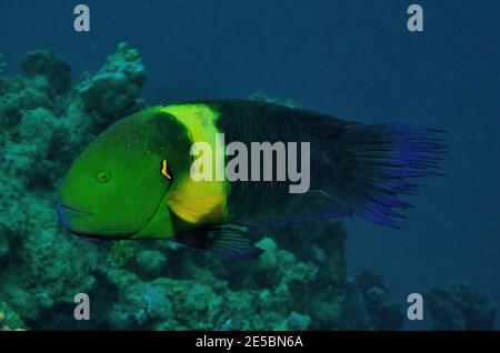 Cheilinus lunulatus, broomtail wrasse, Besenschwanz-Prachtlippfisch, Coraya Beach, Rotes Meer, Ägypten, Red Sea, Egypt, male Stock Photo