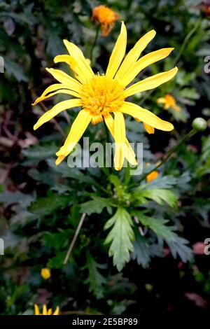 Euryops pectinatus Grey-leaved euryops – bright yellow daisy-like flower above fern-like leaves, January, England, UK Stock Photo