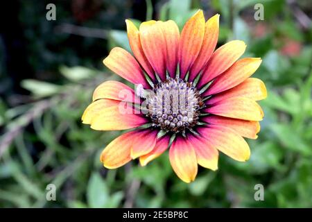 Osteospermum ‘Purple Sun’ African daisy Purple Sun – orange and purple daisy-like flowers,  January, England, UK Stock Photo