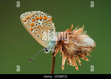 Common Blue butterfly female, sitting on dry flower at sunset, closeup. Blurred green background. Genus species Polyommatus icarus. Stock Photo