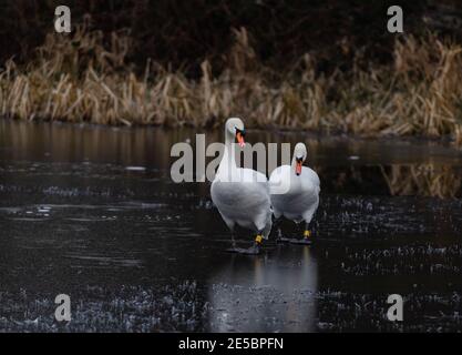 A pair of adult mute swans walking across a frozen lake. Stock Photo