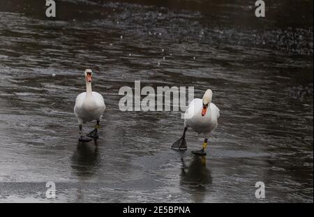 A pair of adult mute swans walking on ice. Stock Photo
